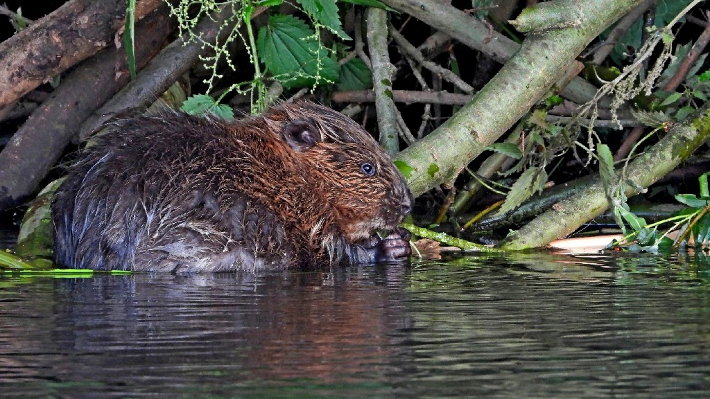 6453f556caa56 bever in het aa dal