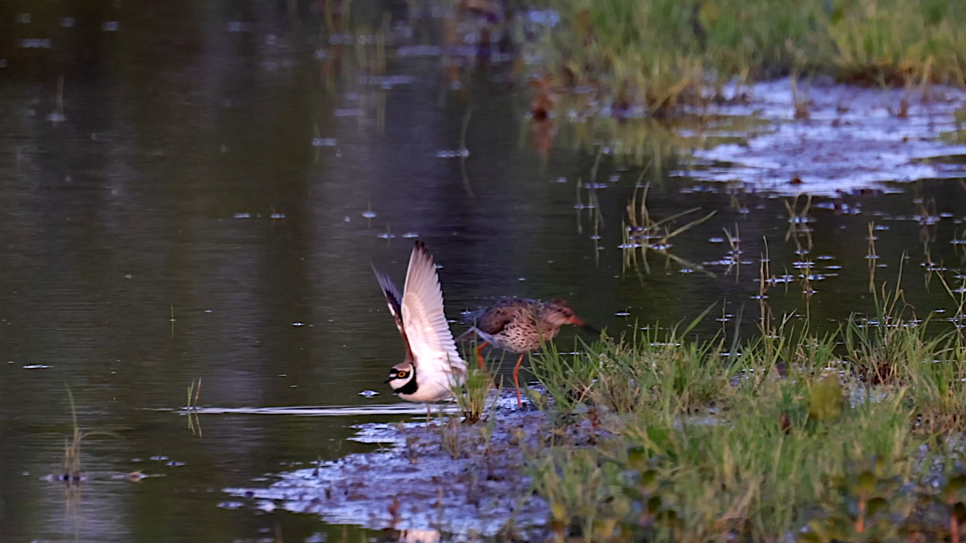 64abd6560f1b0 plas dras deel 2 nova 1